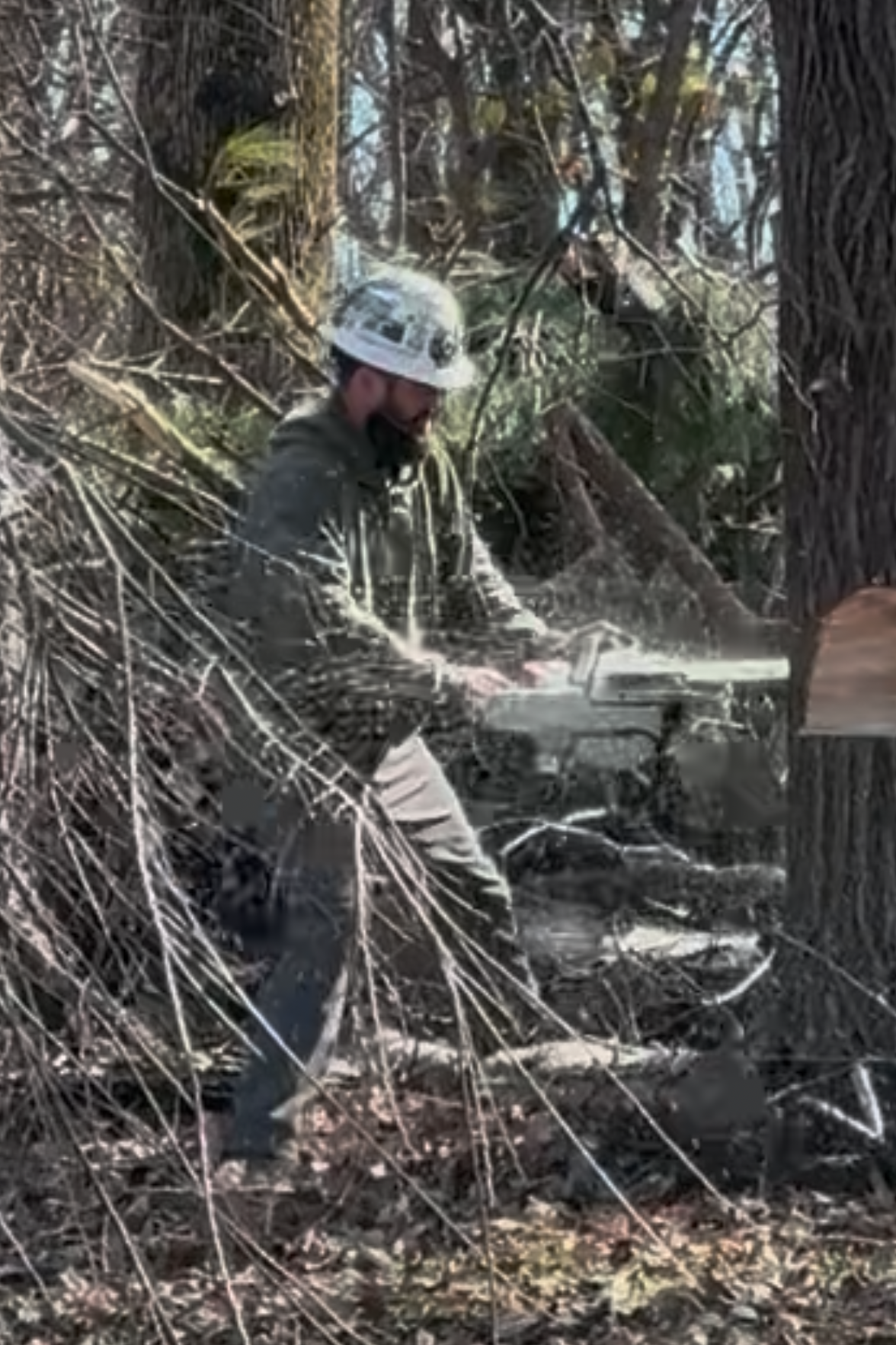 tree pruning trimming arborist